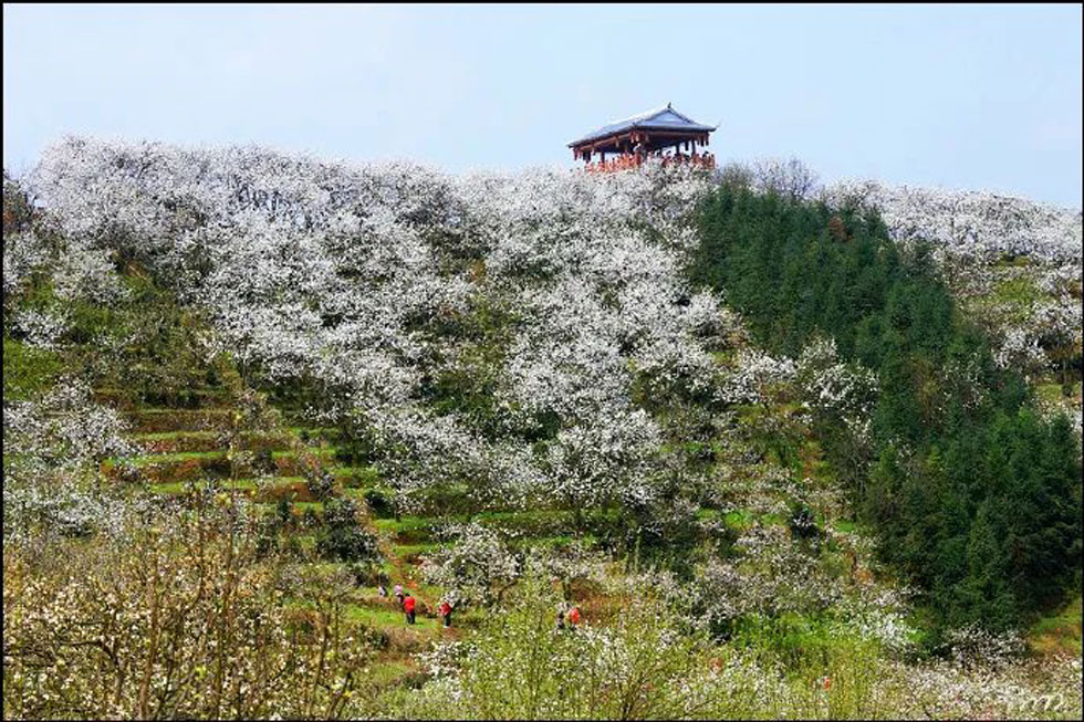 【春天，广西桂林灌阳县向您发出邀请！】我们在灌阳看梨花 - 游山玩水 - 博尔塔拉生活社区 - 博尔塔拉28生活网 betl.28life.net