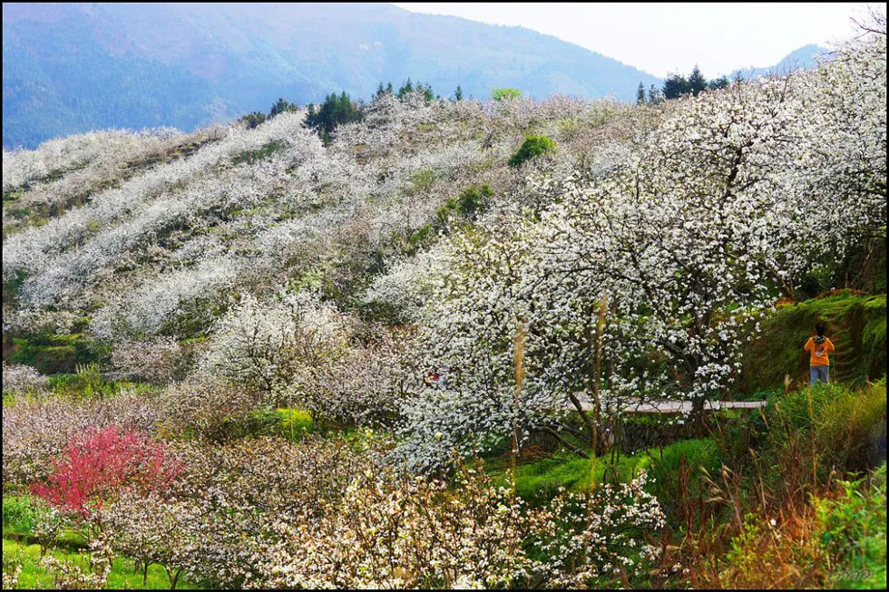 【春天，广西桂林灌阳县向您发出邀请！】我们在灌阳看梨花 - 游山玩水 - 博尔塔拉生活社区 - 博尔塔拉28生活网 betl.28life.net
