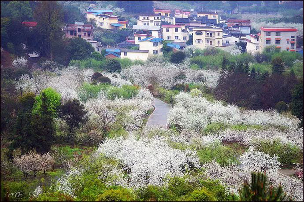 【春天，广西桂林灌阳县向您发出邀请！】我们在灌阳看梨花 - 游山玩水 - 博尔塔拉生活社区 - 博尔塔拉28生活网 betl.28life.net