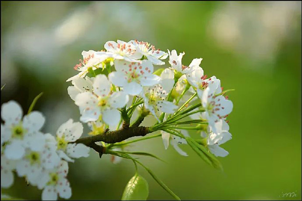 【春天，广西桂林灌阳县向您发出邀请！】我们在灌阳看梨花 - 游山玩水 - 博尔塔拉生活社区 - 博尔塔拉28生活网 betl.28life.net