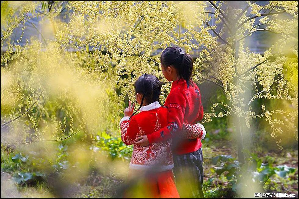 【春天，广西桂林灌阳县向您发出邀请！】米珠山前有片山苍子花在飘香 - 游山玩水 - 博尔塔拉生活社区 - 博尔塔拉28生活网 betl.28life.net