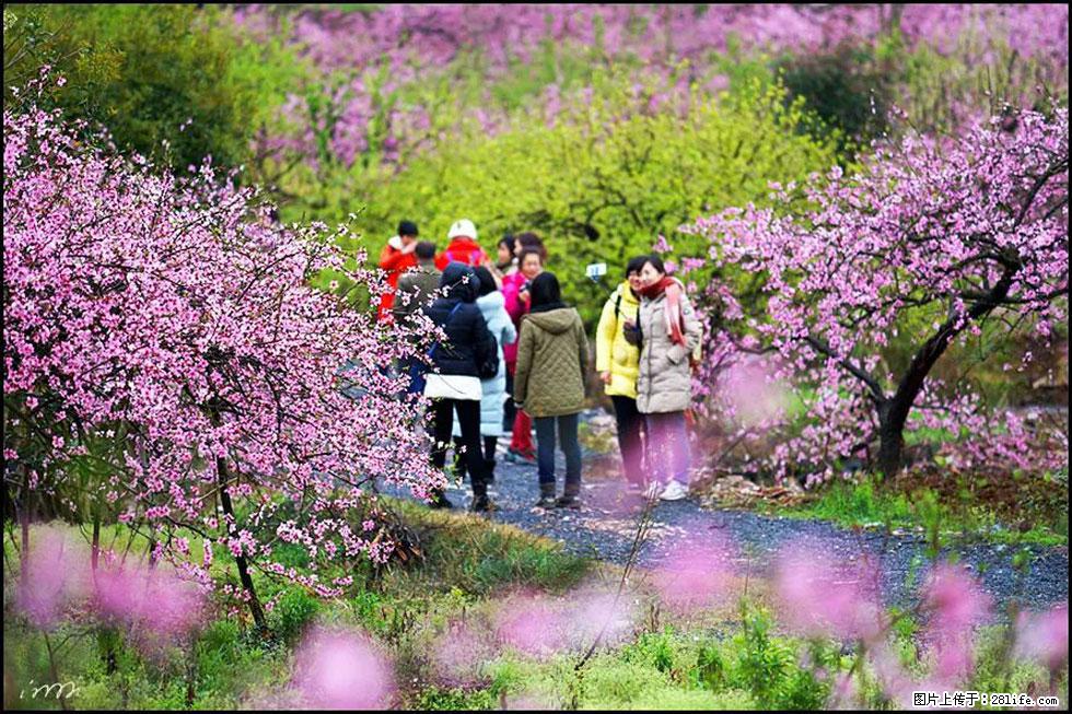 【春天，广西桂林灌阳县向您发出邀请！】官庄村有个醉美的桃花园 - 游山玩水 - 博尔塔拉生活社区 - 博尔塔拉28生活网 betl.28life.net