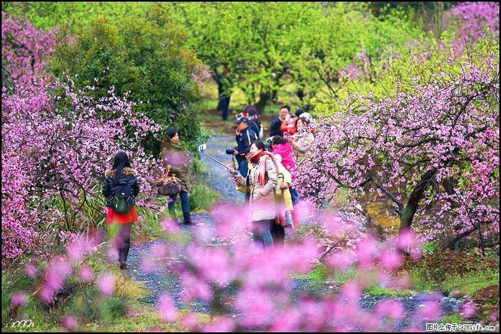 【春天，广西桂林灌阳县向您发出邀请！】官庄村有个醉美的桃花园 - 游山玩水 - 博尔塔拉生活社区 - 博尔塔拉28生活网 betl.28life.net