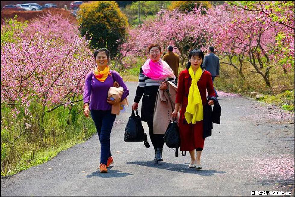 【春天，广西桂林灌阳县向您发出邀请！】官庄村有个醉美的桃花园 - 游山玩水 - 博尔塔拉生活社区 - 博尔塔拉28生活网 betl.28life.net