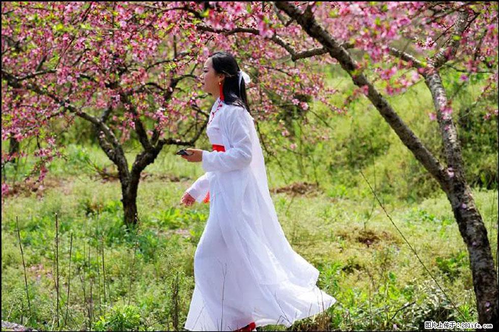 【春天，广西桂林灌阳县向您发出邀请！】官庄村有个醉美的桃花园 - 游山玩水 - 博尔塔拉生活社区 - 博尔塔拉28生活网 betl.28life.net