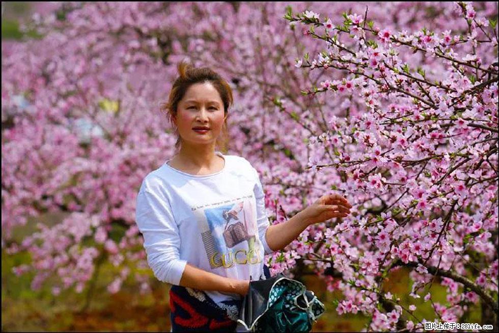 【春天，广西桂林灌阳县向您发出邀请！】官庄村有个醉美的桃花园 - 游山玩水 - 博尔塔拉生活社区 - 博尔塔拉28生活网 betl.28life.net
