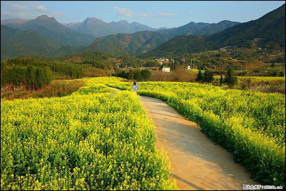 【春天，广西桂林灌阳县向您发出邀请！】长坪村油菜盛情花开 - 游山玩水 - 博尔塔拉生活社区 - 博尔塔拉28生活网 betl.28life.net