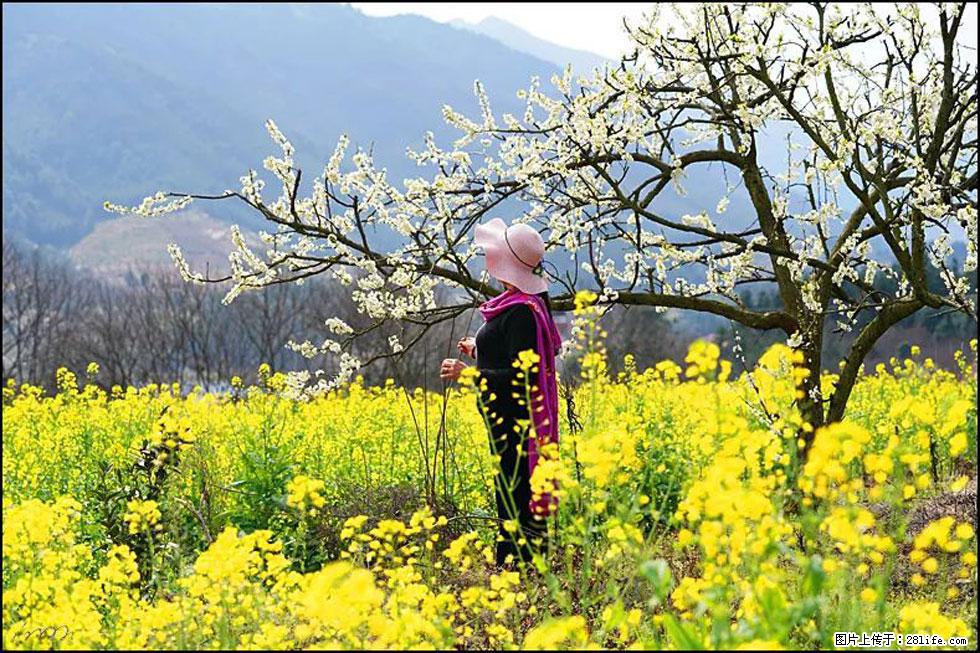 【春天，广西桂林灌阳县向您发出邀请！】长坪村油菜盛情花开 - 游山玩水 - 博尔塔拉生活社区 - 博尔塔拉28生活网 betl.28life.net