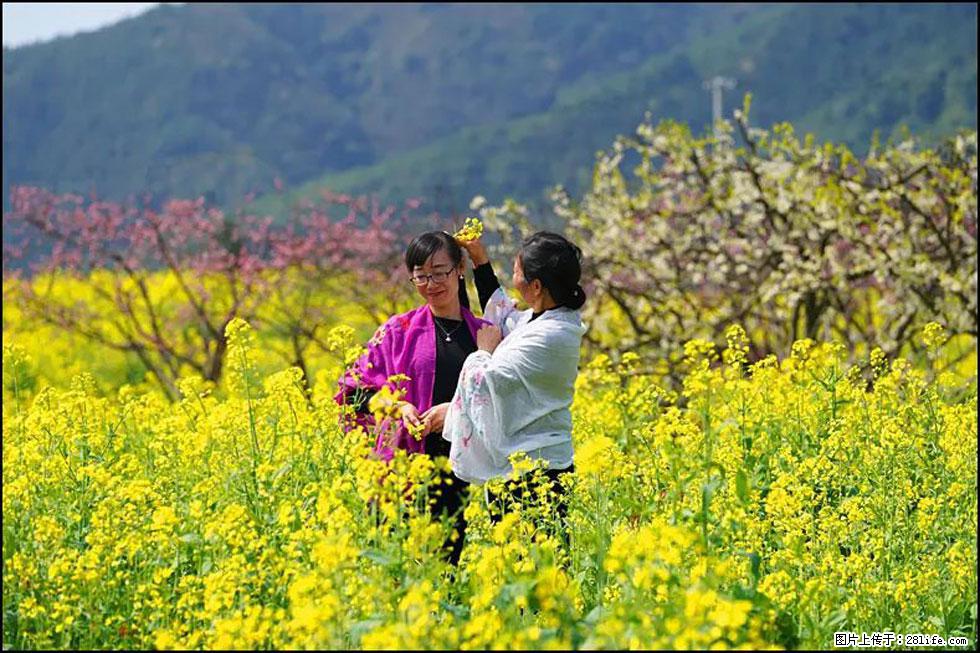 【春天，广西桂林灌阳县向您发出邀请！】长坪村油菜盛情花开 - 游山玩水 - 博尔塔拉生活社区 - 博尔塔拉28生活网 betl.28life.net