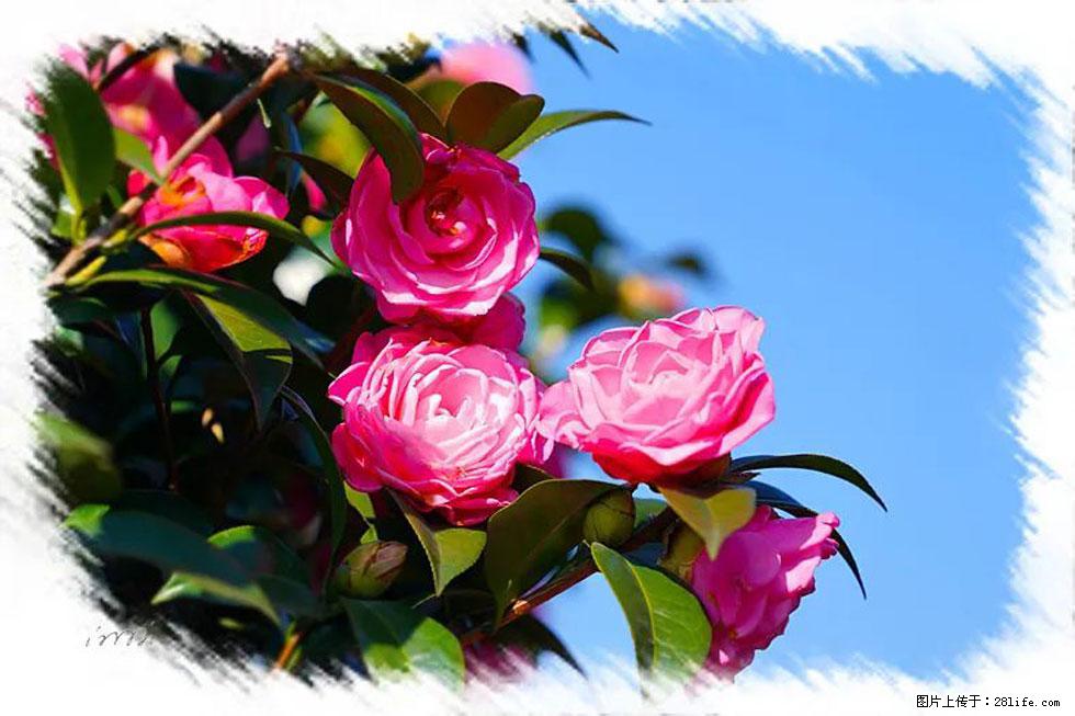 【春天，广西桂林灌阳县向您发出邀请！】杨柳井茶花惹人爱 - 游山玩水 - 博尔塔拉生活社区 - 博尔塔拉28生活网 betl.28life.net