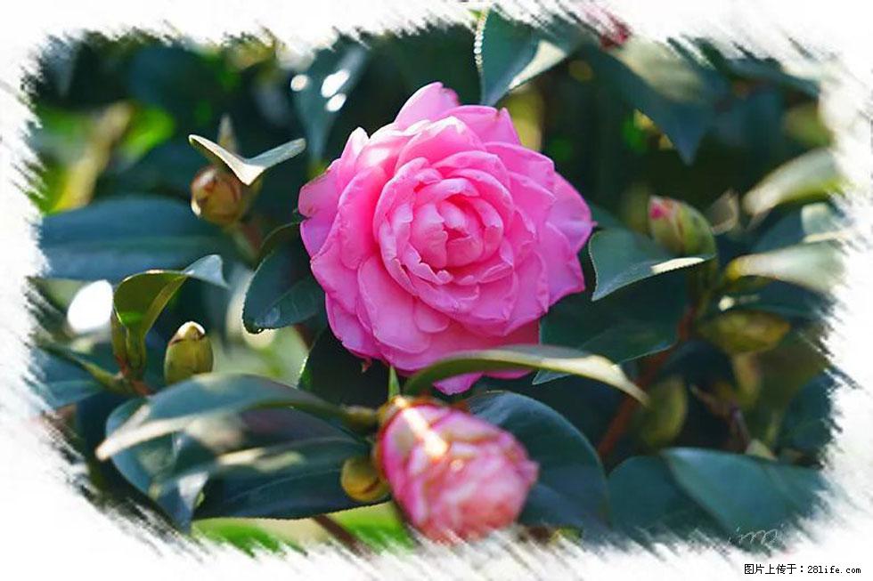 【春天，广西桂林灌阳县向您发出邀请！】杨柳井茶花惹人爱 - 游山玩水 - 博尔塔拉生活社区 - 博尔塔拉28生活网 betl.28life.net