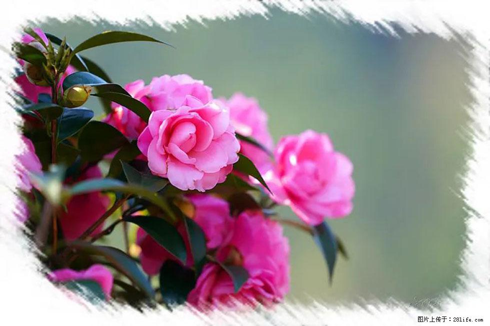 【春天，广西桂林灌阳县向您发出邀请！】杨柳井茶花惹人爱 - 游山玩水 - 博尔塔拉生活社区 - 博尔塔拉28生活网 betl.28life.net