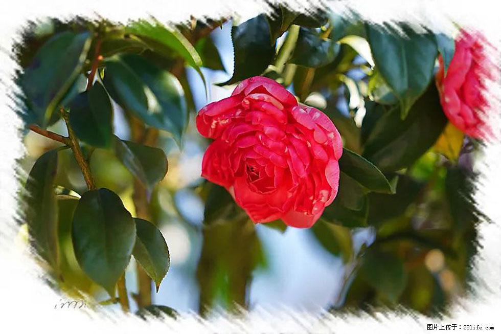 【春天，广西桂林灌阳县向您发出邀请！】杨柳井茶花惹人爱 - 游山玩水 - 博尔塔拉生活社区 - 博尔塔拉28生活网 betl.28life.net