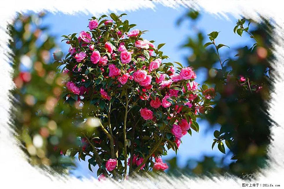 【春天，广西桂林灌阳县向您发出邀请！】杨柳井茶花惹人爱 - 游山玩水 - 博尔塔拉生活社区 - 博尔塔拉28生活网 betl.28life.net