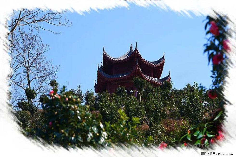 【春天，广西桂林灌阳县向您发出邀请！】杨柳井茶花惹人爱 - 游山玩水 - 博尔塔拉生活社区 - 博尔塔拉28生活网 betl.28life.net