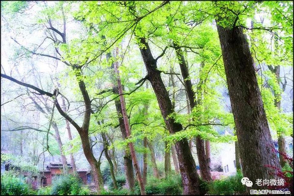【春天，广西桂林灌阳县向您发出邀请！】在小龙村与春天约会 - 游山玩水 - 博尔塔拉生活社区 - 博尔塔拉28生活网 betl.28life.net