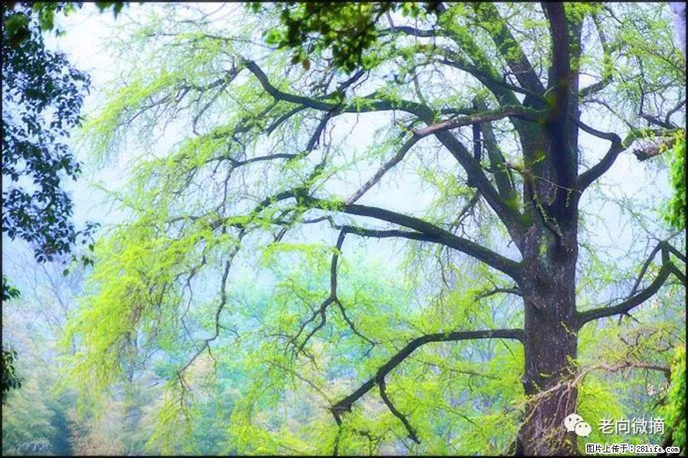 【春天，广西桂林灌阳县向您发出邀请！】在小龙村与春天约会 - 游山玩水 - 博尔塔拉生活社区 - 博尔塔拉28生活网 betl.28life.net