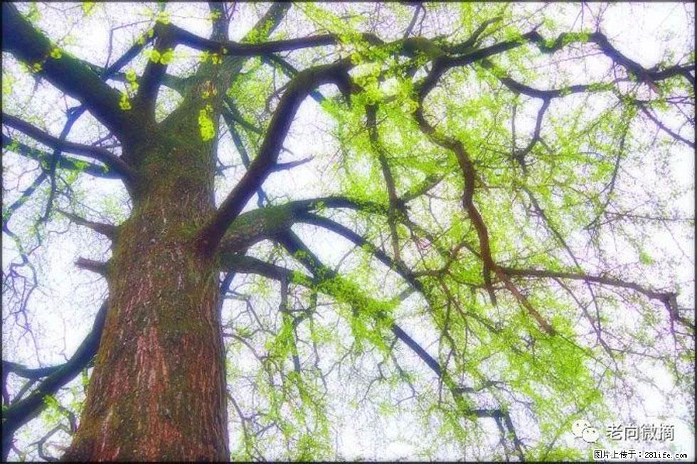【春天，广西桂林灌阳县向您发出邀请！】在小龙村与春天约会 - 游山玩水 - 博尔塔拉生活社区 - 博尔塔拉28生活网 betl.28life.net