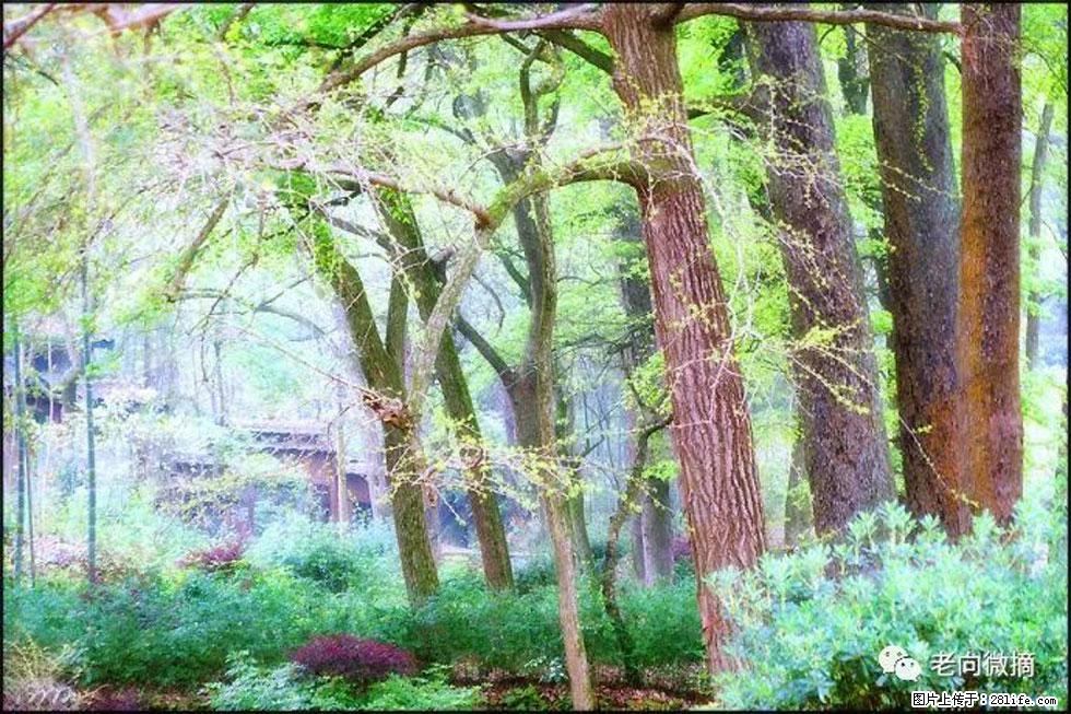 【春天，广西桂林灌阳县向您发出邀请！】在小龙村与春天约会 - 游山玩水 - 博尔塔拉生活社区 - 博尔塔拉28生活网 betl.28life.net