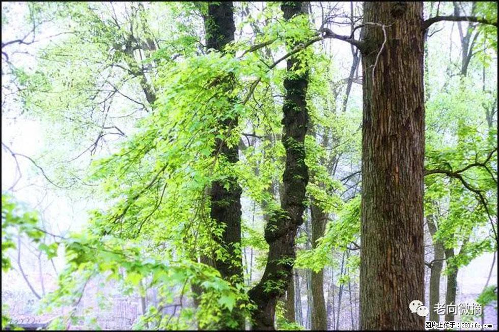 【春天，广西桂林灌阳县向您发出邀请！】在小龙村与春天约会 - 游山玩水 - 博尔塔拉生活社区 - 博尔塔拉28生活网 betl.28life.net