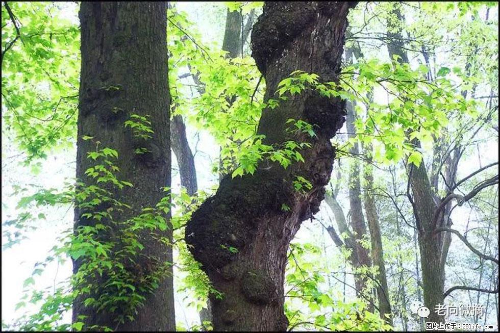 【春天，广西桂林灌阳县向您发出邀请！】在小龙村与春天约会 - 游山玩水 - 博尔塔拉生活社区 - 博尔塔拉28生活网 betl.28life.net