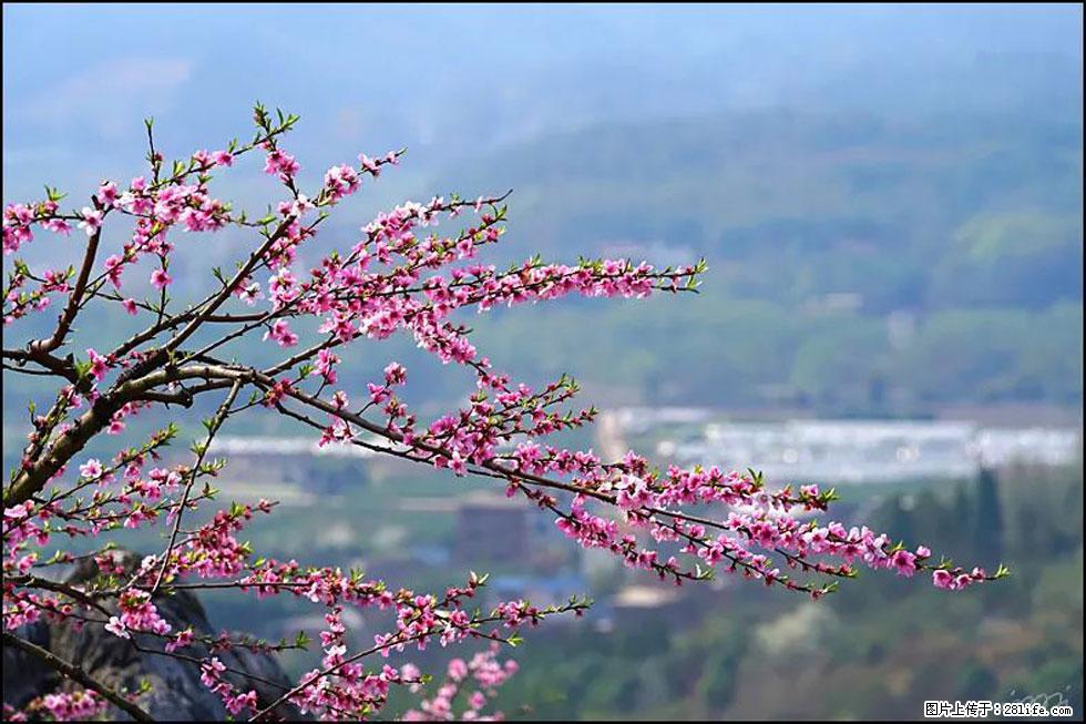 【春天，广西桂林灌阳县向您发出邀请！】望月岭上桃花开 - 游山玩水 - 博尔塔拉生活社区 - 博尔塔拉28生活网 betl.28life.net