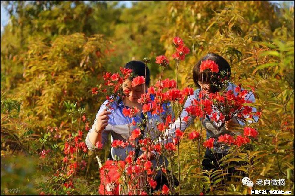 【春天，广西桂林灌阳县向您发出邀请！】登麒麟山，相约映山红 - 游山玩水 - 博尔塔拉生活社区 - 博尔塔拉28生活网 betl.28life.net