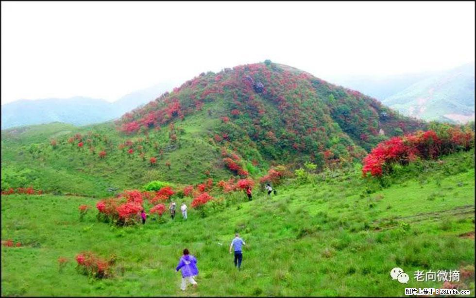 【春天，广西桂林灌阳县向您发出邀请！】宝盖山上映山红 - 游山玩水 - 博尔塔拉生活社区 - 博尔塔拉28生活网 betl.28life.net