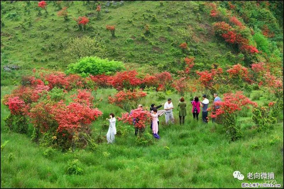 【春天，广西桂林灌阳县向您发出邀请！】宝盖山上映山红 - 游山玩水 - 博尔塔拉生活社区 - 博尔塔拉28生活网 betl.28life.net