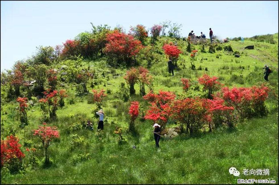 【春天，广西桂林灌阳县向您发出邀请！】宝盖山上映山红 - 游山玩水 - 博尔塔拉生活社区 - 博尔塔拉28生活网 betl.28life.net