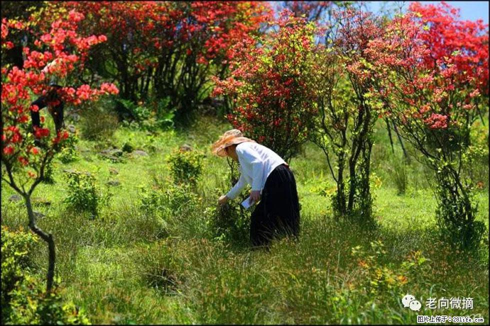 【春天，广西桂林灌阳县向您发出邀请！】宝盖山上映山红 - 游山玩水 - 博尔塔拉生活社区 - 博尔塔拉28生活网 betl.28life.net