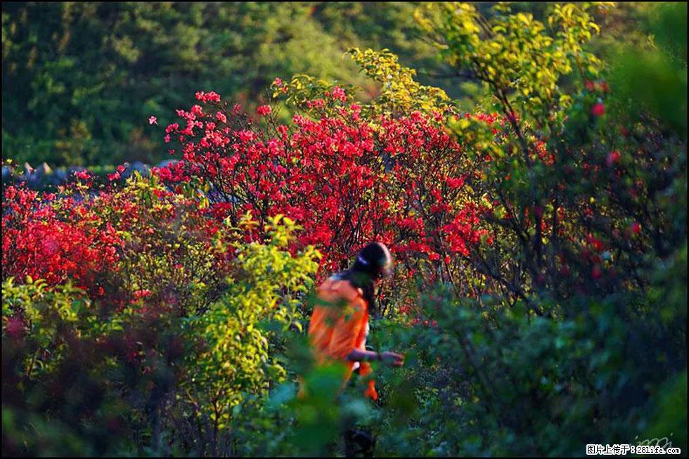 【春天，广西桂林灌阳县向您发出邀请！】春木界上映山红 - 游山玩水 - 博尔塔拉生活社区 - 博尔塔拉28生活网 betl.28life.net