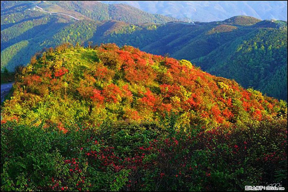 【春天，广西桂林灌阳县向您发出邀请！】春木界上映山红 - 游山玩水 - 博尔塔拉生活社区 - 博尔塔拉28生活网 betl.28life.net