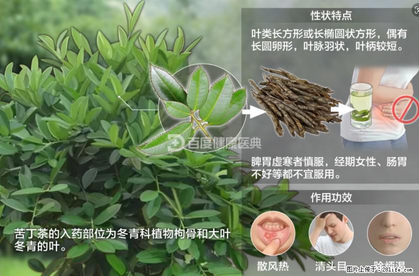 苦丁茶有哪些功效和作用 - 生活百科 - 博尔塔拉生活社区 - 博尔塔拉28生活网 betl.28life.net