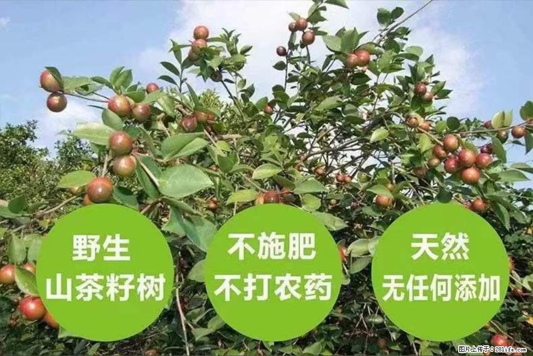 【灌阳县油茶产业示范区】一个有着充实的精神生活的人，对待身外之物自会有一种淡泊的态度 - 美食天地 - 博尔塔拉生活社区 - 博尔塔拉28生活网 betl.28life.net