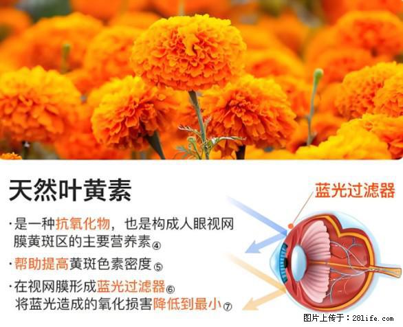 叶黄素有什么功效和作用 - 生活百科 - 博尔塔拉生活社区 - 博尔塔拉28生活网 betl.28life.net