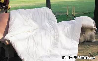 被子有异味？只要这样做，比晒太阳还强100倍！ - 家居生活 - 博尔塔拉生活社区 - 博尔塔拉28生活网 betl.28life.net