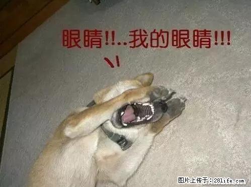 笑癫了！一女的怀孕三年未生，他终于忍不住了... - 娱乐八卦 - 博尔塔拉生活社区 - 博尔塔拉28生活网 betl.28life.net