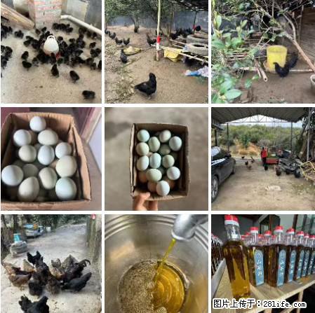 油茶园从小鸡仔开始养起的纯土鸡、土鸡蛋可以预定啦！还有前几天刚榨的纯山茶油哦 - 土特产 - 饮食特产 - 博尔塔拉分类信息 - 博尔塔拉28生活网 betl.28life.net