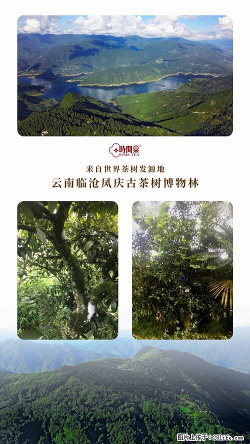 时间果百年古树2025年春红茶 - 购物交流 - 博尔塔拉生活社区 - 博尔塔拉28生活网 betl.28life.net
