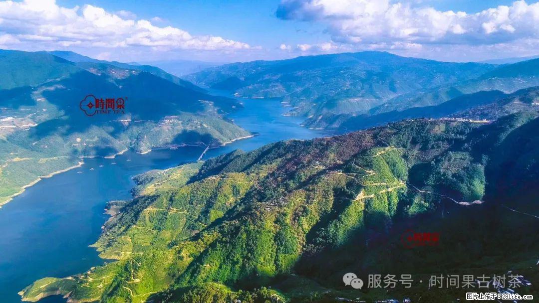 时间果百年古树龙珠普洱生茶 - 购物交流 - 博尔塔拉生活社区 - 博尔塔拉28生活网 betl.28life.net