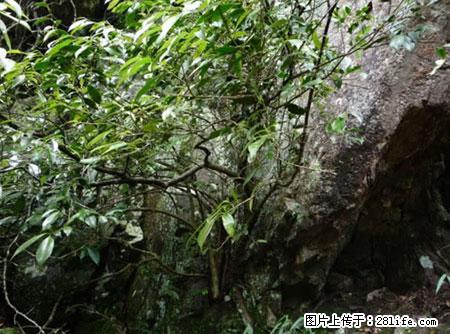 平乐石崖茶，珍贵仅次于金花茶 - 博尔塔拉生活资讯 - 博尔塔拉28生活网 betl.28life.net