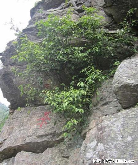 平乐石崖茶，珍贵仅次于金花茶 - 博尔塔拉生活资讯 - 博尔塔拉28生活网 betl.28life.net